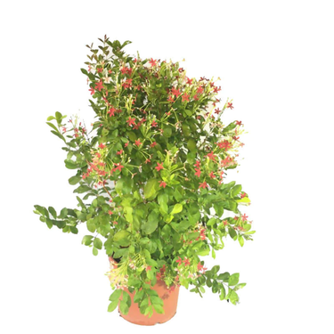 Rangoon Creeper plant, Rangoon Creeper for sale, Buy Rangoon Creeper online, Rangoon Creeper care, Outdoor Rangoon Creeper